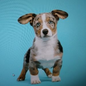 Meet your Posher, Cara